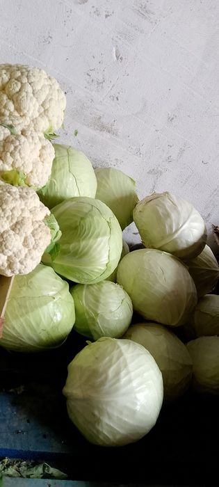 Kapusta biała średia