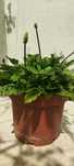Plantas ornamentais - soldadinho branco