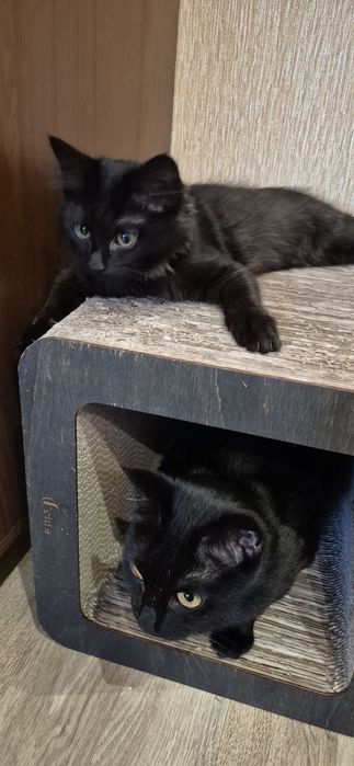 Кошеня в добрі руки