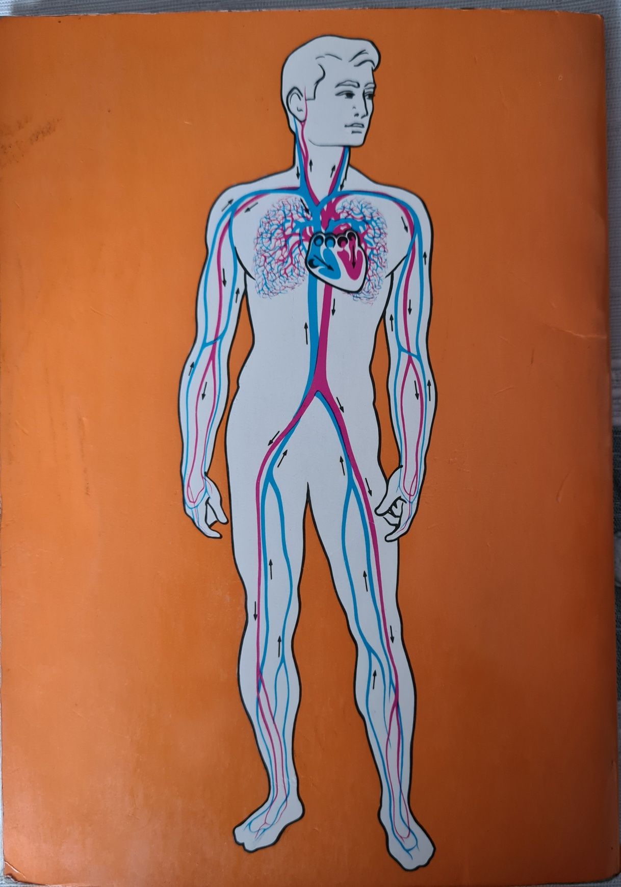 Livro de O Nosso Corpo É  Maravil