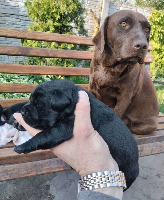 Подарунок дитині на свята цуценята розплідника Лабрадор Ретривер