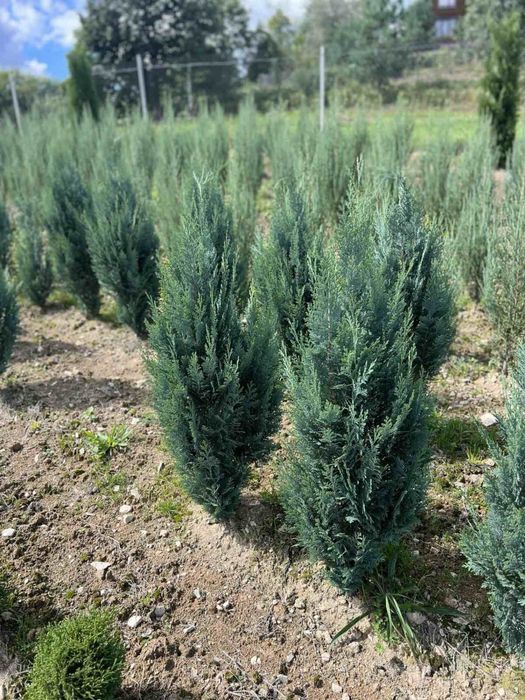 Туя смарагд даніка-є опт