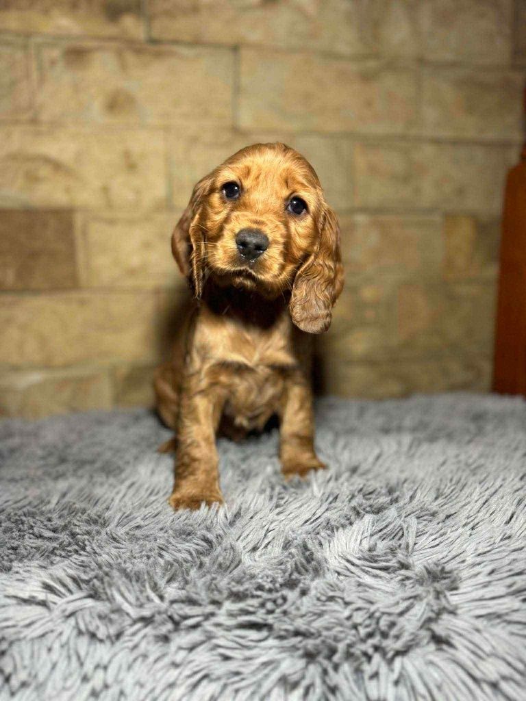 Cocker spaniel angielski sunia z rodowodem