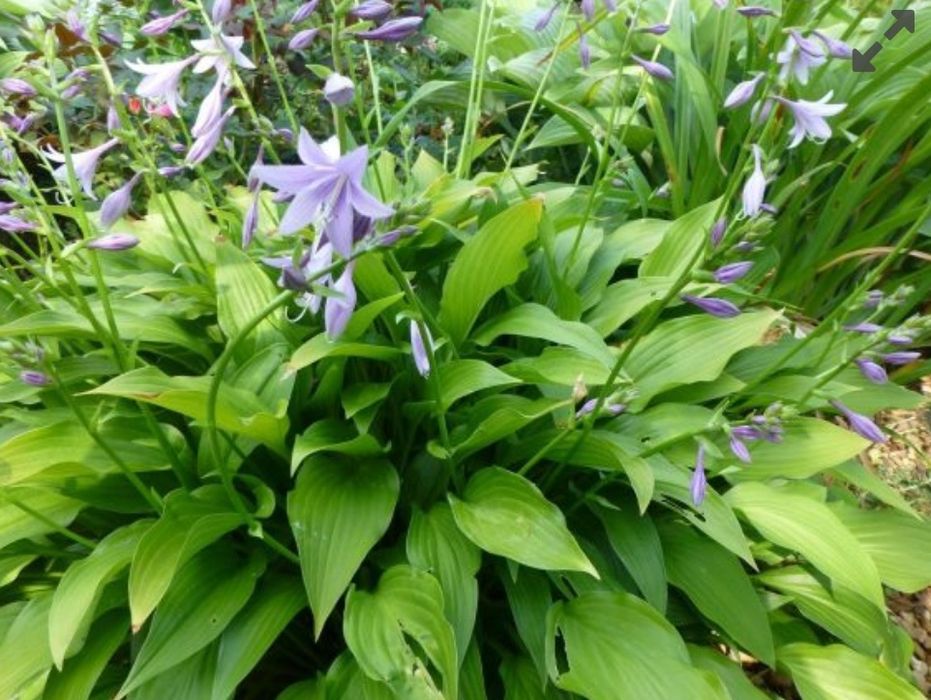 Папоротник Хоста Канаркова трава