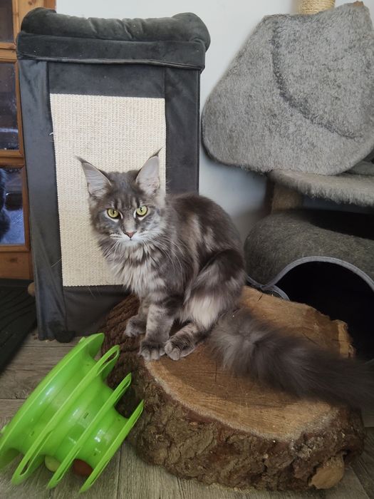 Pinja Royal Cats Lily Pl