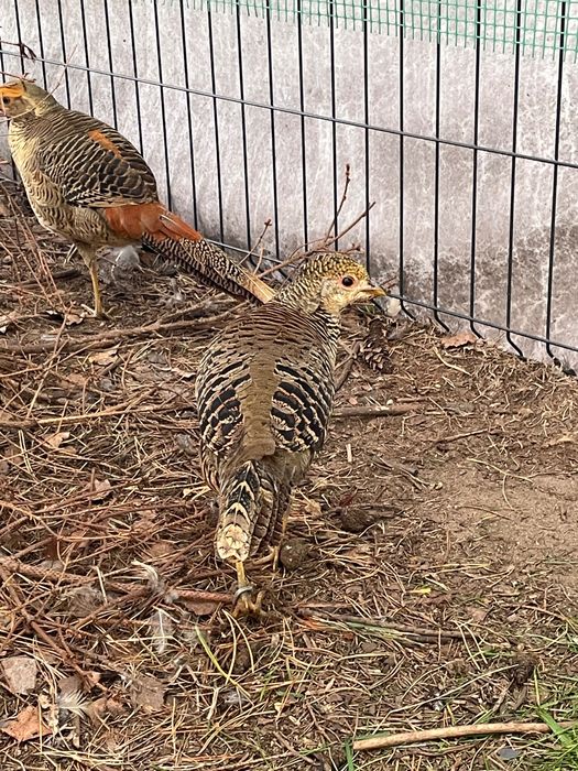 Bażant złoty drób ozdobny