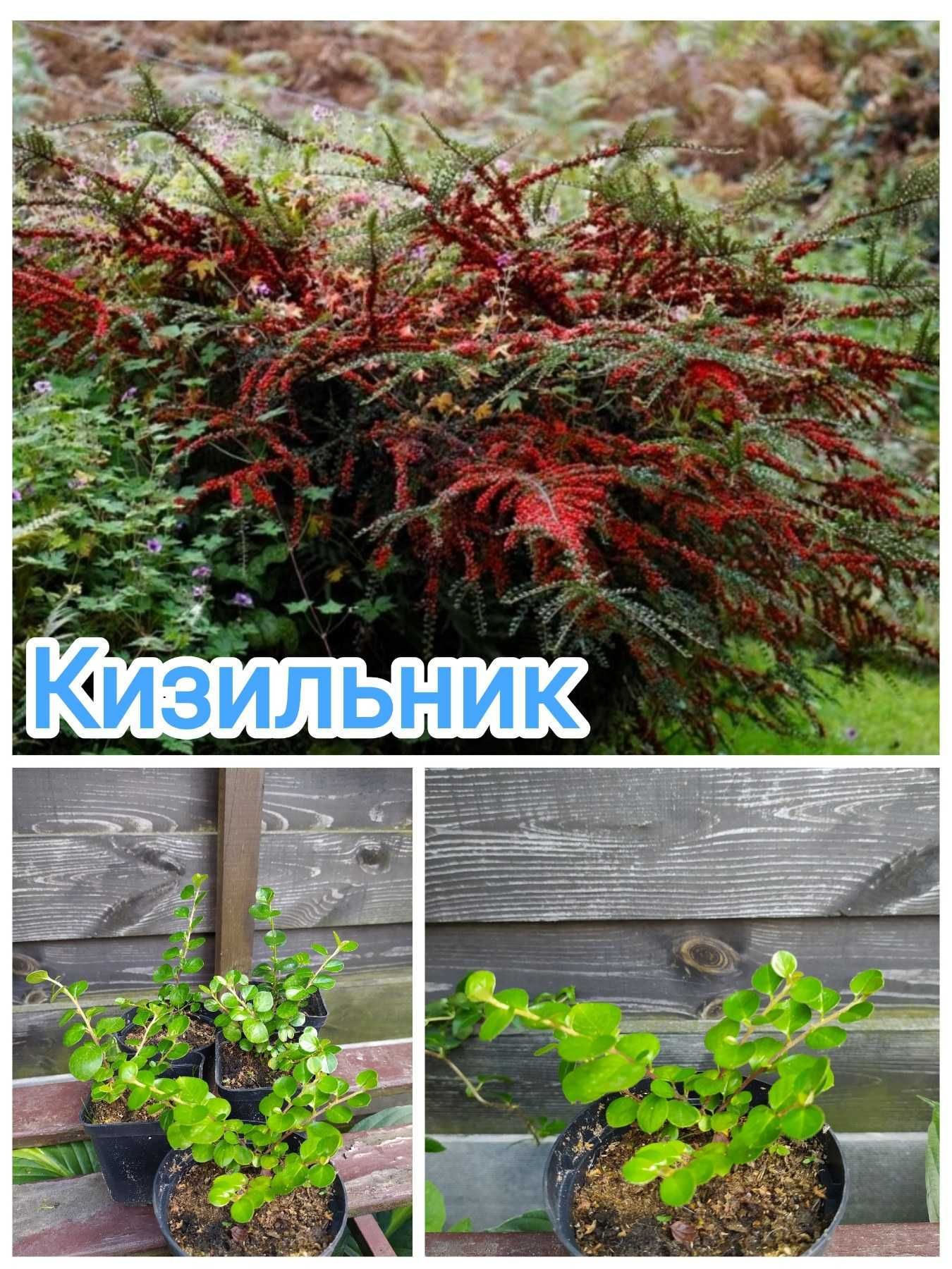 ТАМАРІКС, Юкка, Імперата, ВЕРБА Хакуро Нішикі, ВІВСЯНИЦЯ, Кизильник