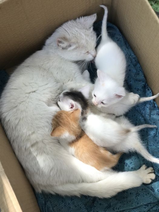 Віддам котенят у добрі руки