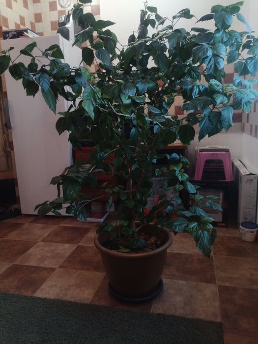 Гібіскус ,  кімнатна троянда , роза.