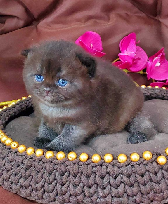 Британський хлопчик Чорний діамант