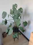 Monstera kwiat 100cm