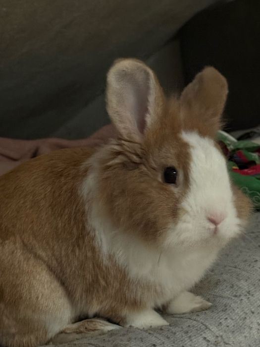 Adoção de coelho
