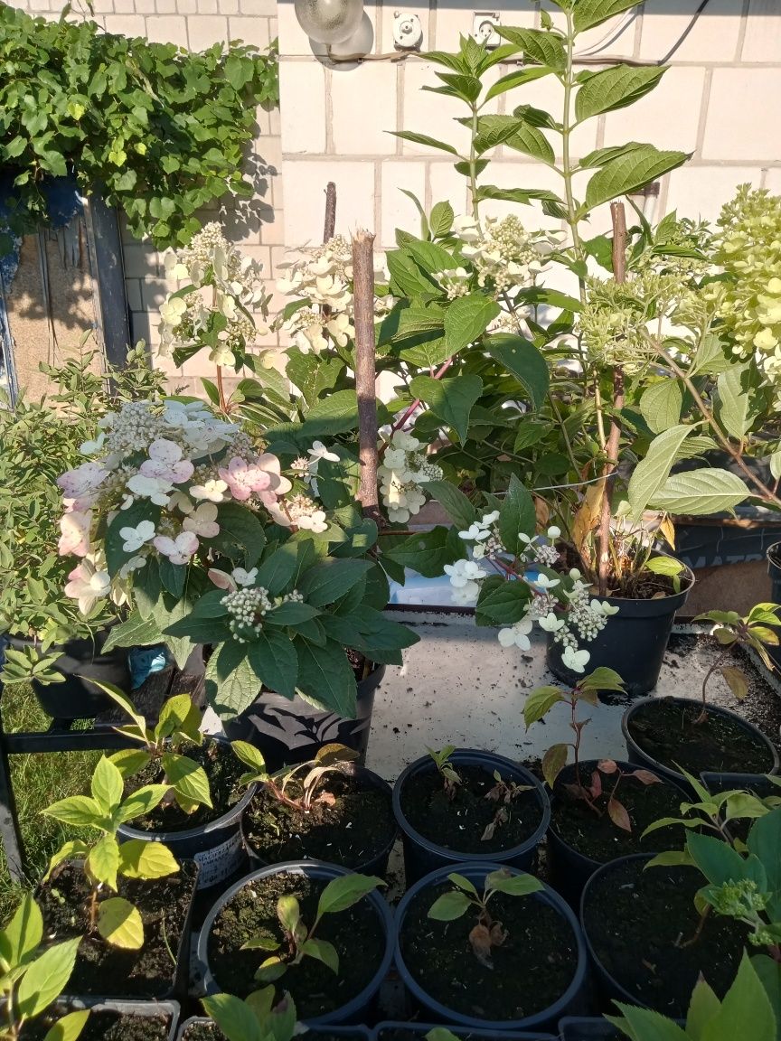Hortensja bukietowa