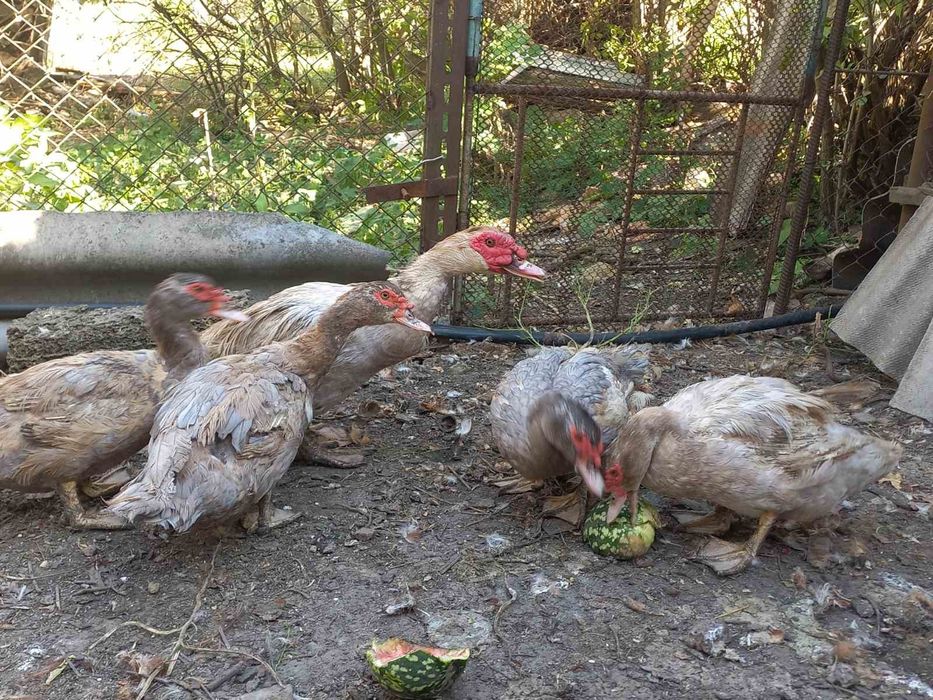 Индоутки продажа 150