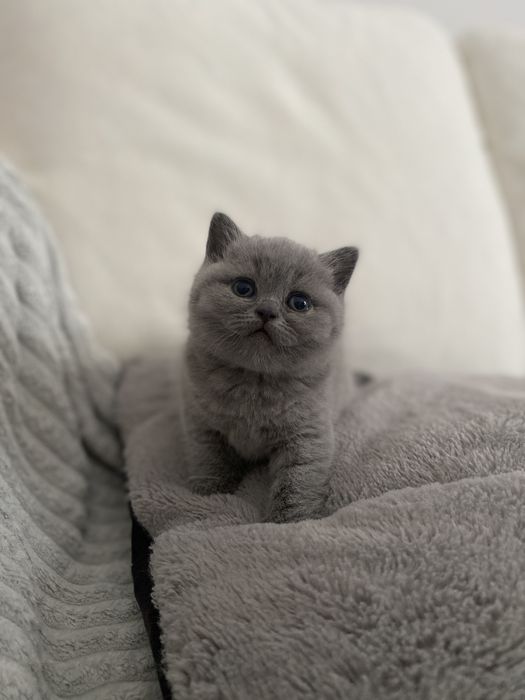 Przepiękny kocurek brytyjski – do odbioru na Święta!