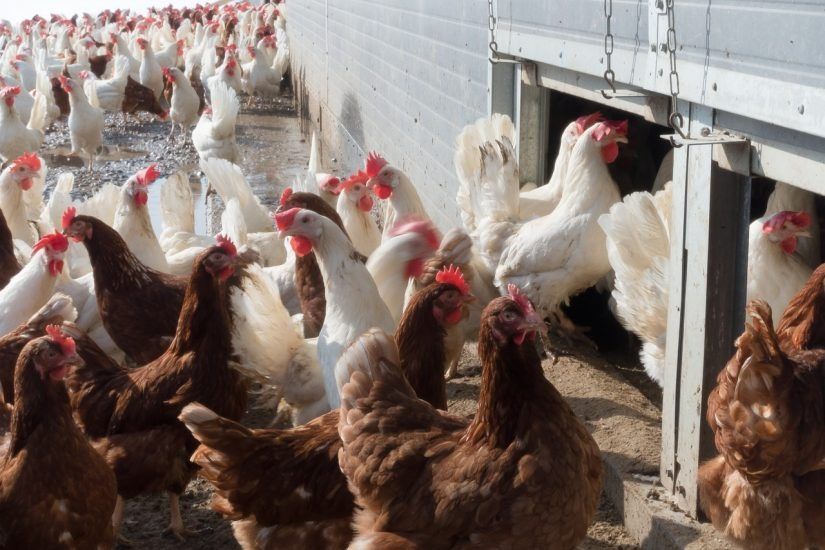Kury nioski Leghorn Loman Pińczów