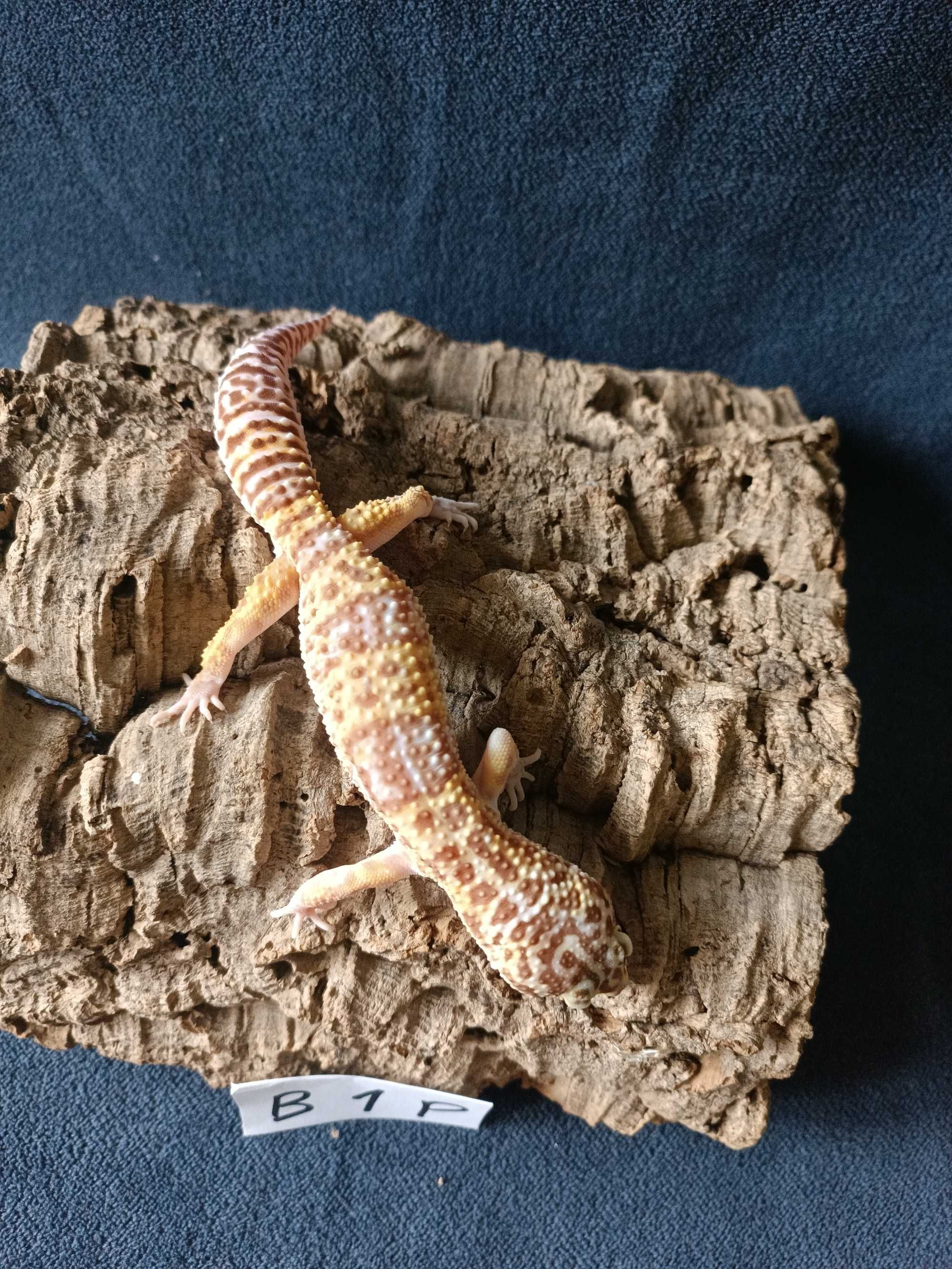 Gekon lamparci Id : [B1P] Więcej informacji w opisie