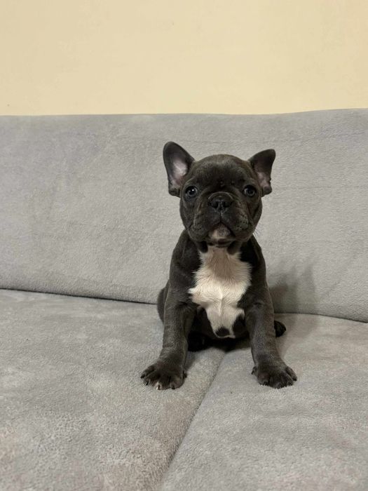Buldog Francuski suczka niebieska COCO rodowód