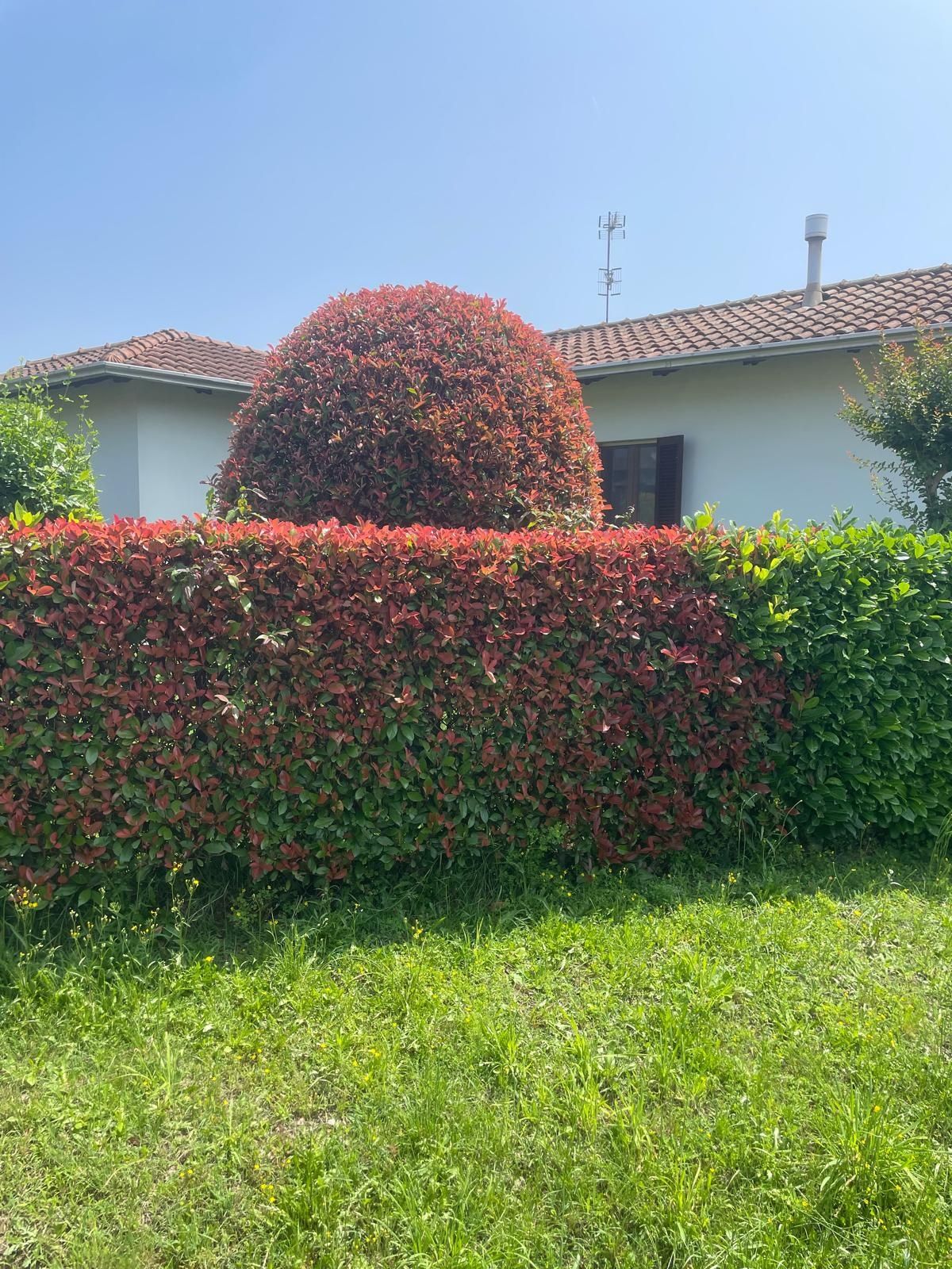 Głogowbik Photinia Redrobin 80cm donicach C5