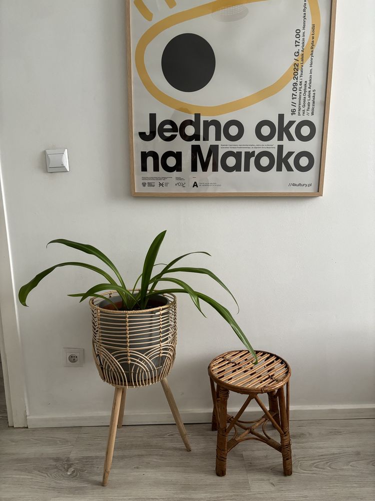 Duża kliwia o pomarańczowych kwiatach