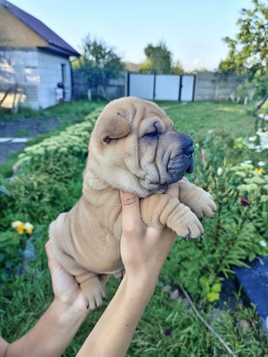 Шарпей щенки продаж