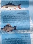 Ryby Słodkowodne /Morskie