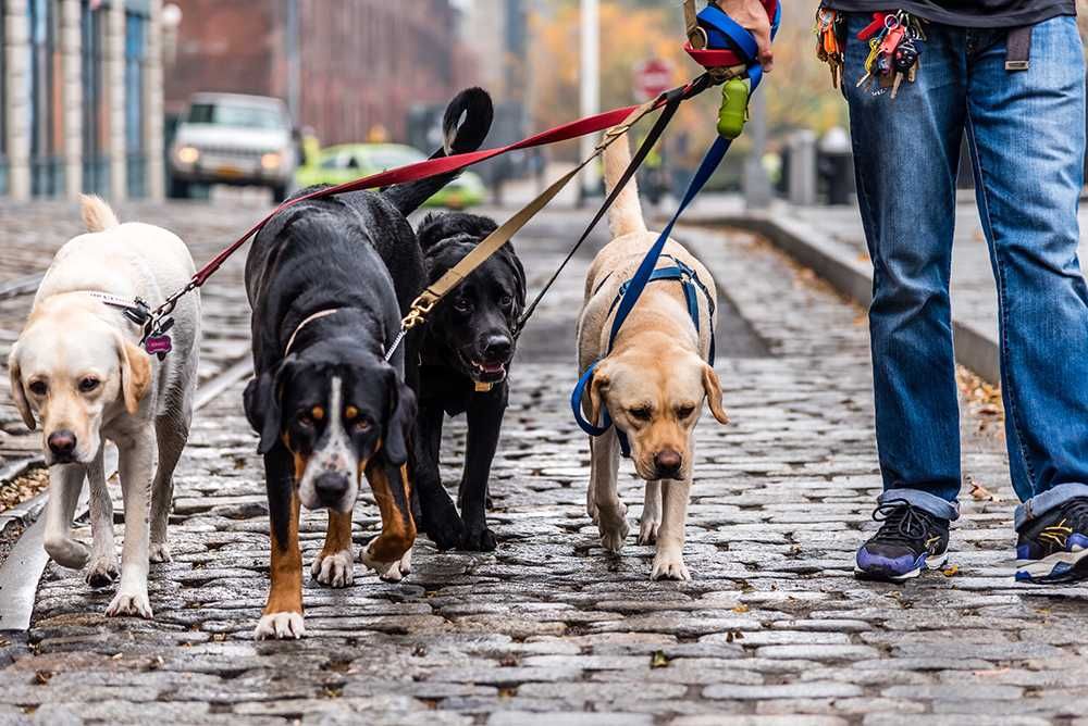 dog walker (passeador de cães)
