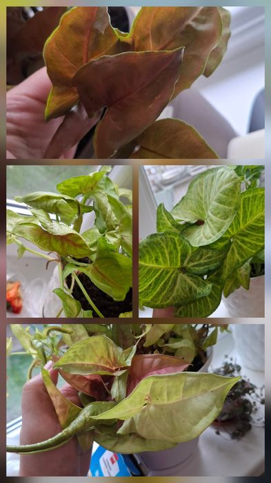 Сингоніуми набором