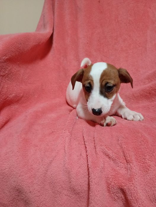 Suczka Jack Russell Terrier szuka domku bicolor