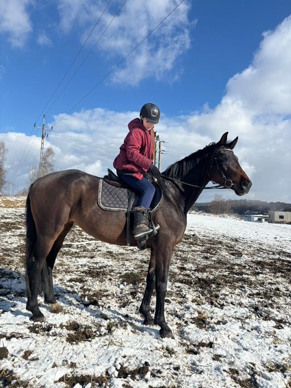 Klacz  hanowerska  7l