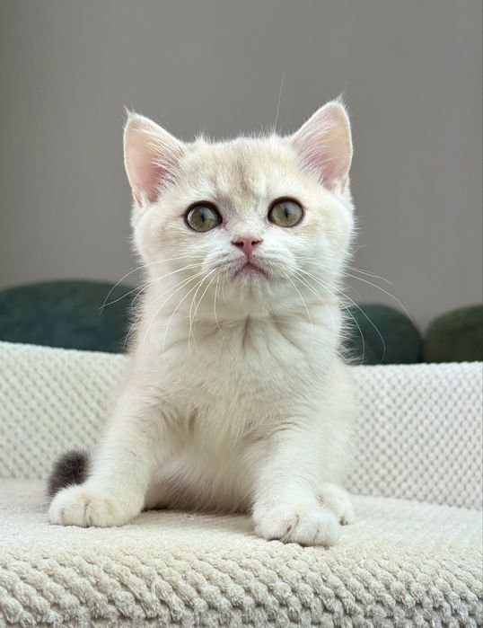 Британочка Фаббі