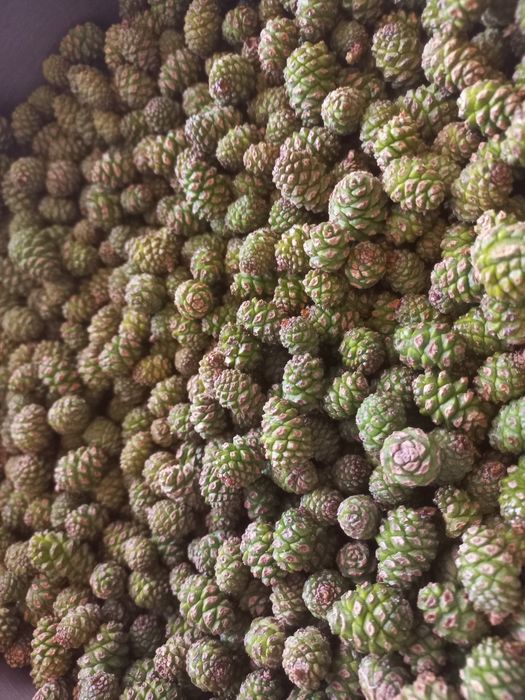 Продаю вареня з шишок сосни .05. Літра