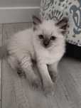 Ragdoll kotka Blue RODOWÓD