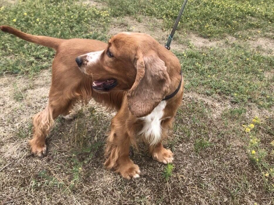 Piesek cocker spaniel angielski złoty, gotowy do odbioru