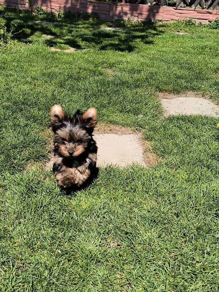 Yorkhire terrier miniaturka. Piesek z rodowodem