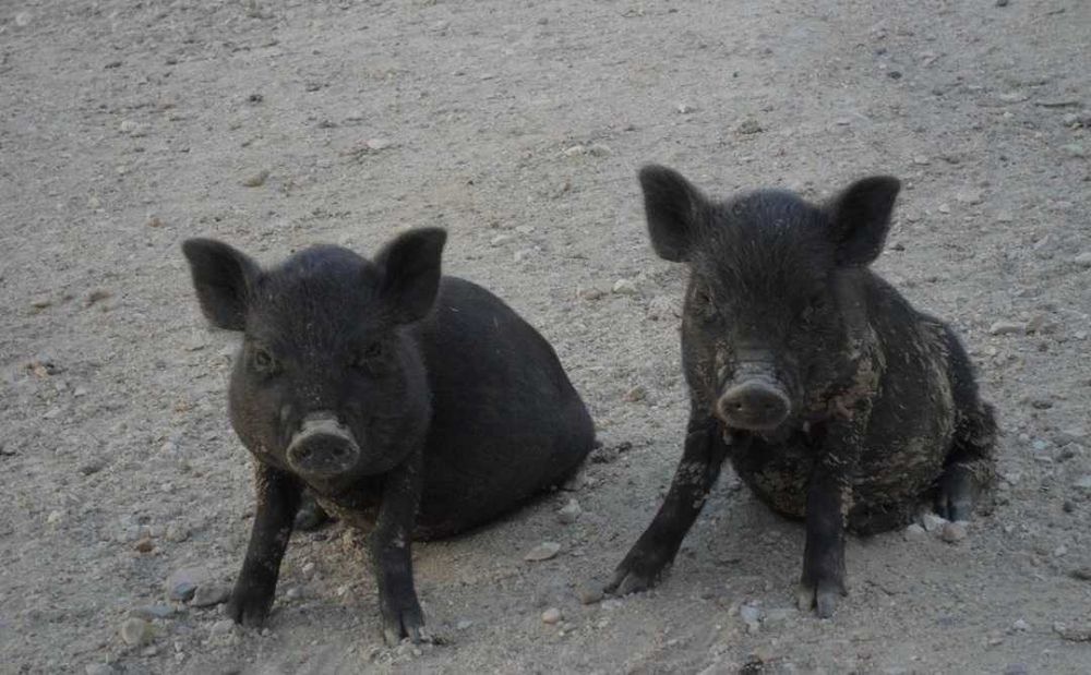 Vendo casal de porcos anoes