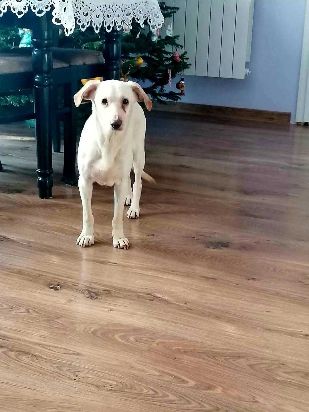 W typie charta wloskiego okolo 8 lata Adopcja