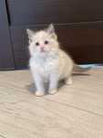 Kotka Ragdoll blue bicolor