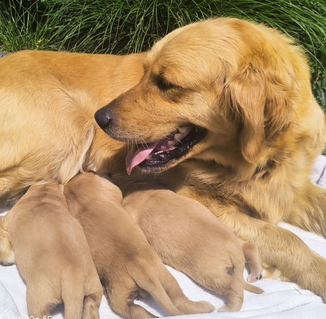 Złoty Chłopczyk Golden Retriever