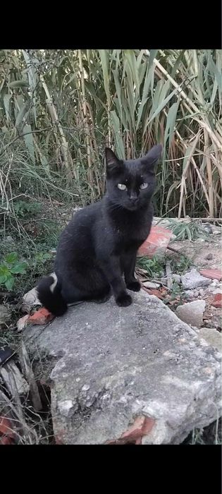 Gatinha Jovem adulta para Adoção Responsável!