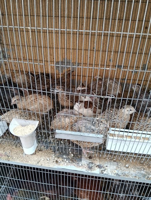 Aves domesticadas,caturras,loris desde