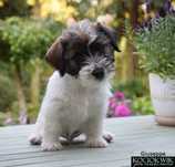 Jack Russell Terrier - piesek z rodowodem ZKwP/FCI