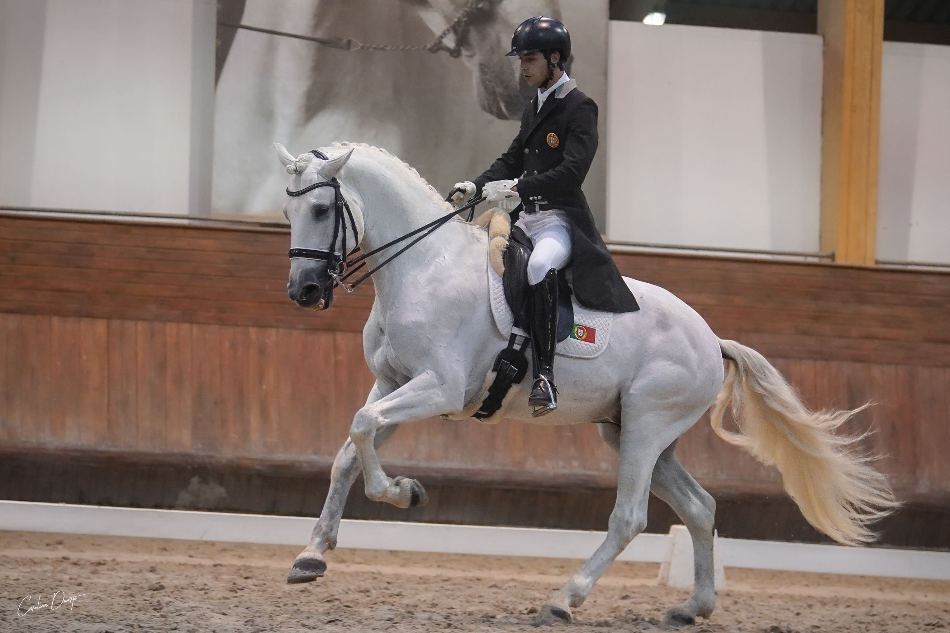 Cavalo lusitano dressage