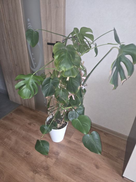Monstera doniczkowa 1.2 m  d