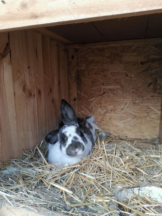 Króliki belgijskie 3samice 1 samiec i 3 mlode