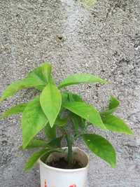 Ora- pro- nobis (planta)