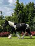 Tinker Irish Cob Gypsy Cob wałach