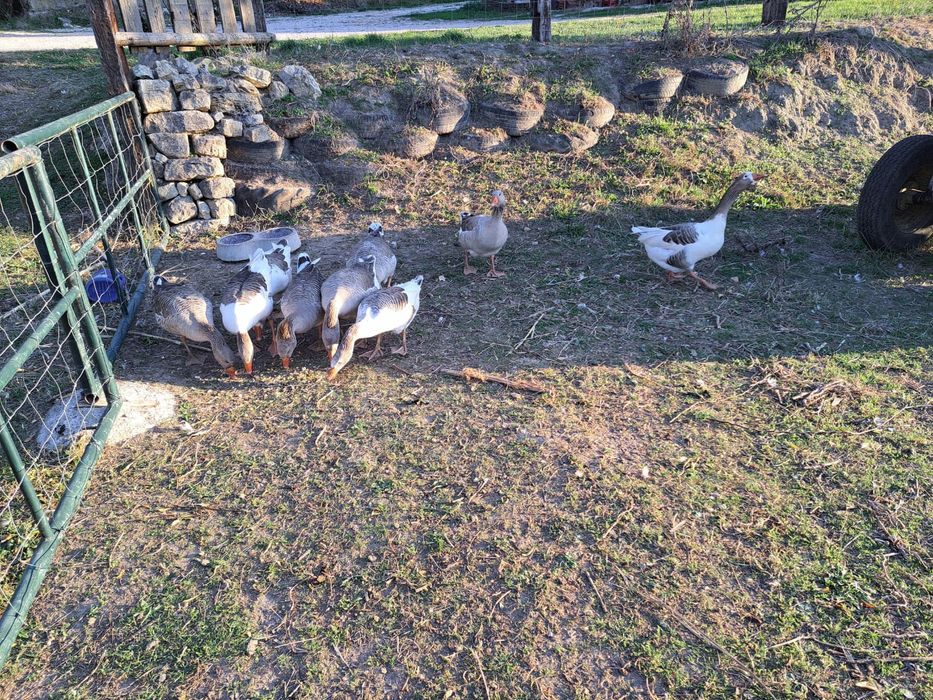 Vendo gansos do campo