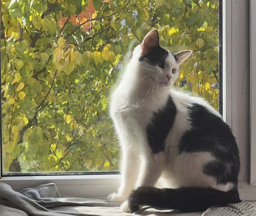 Бесплатно стериллизованный котенок Рикки ищет семью