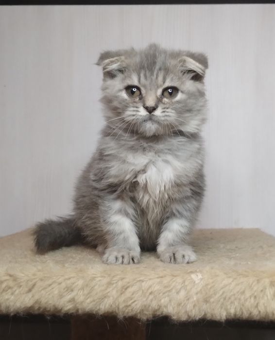 Чистокровний ідеальний шотландський принц з ВАКЦИНАЦІЄЮ